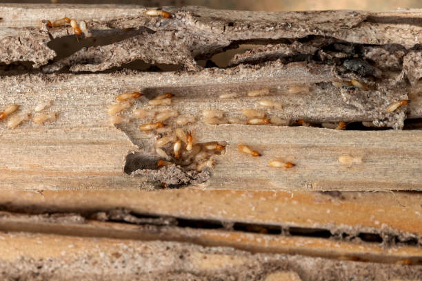 Best Pest Control Near Me in Newkirk, OK